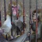 Begging monkeys