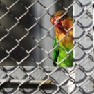 Puzzled and wary of the parrot