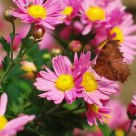 The butterfly lingers over the flower