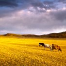 Steppes