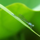 Damsel Fly