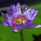 Purple Lotus