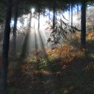 First rays