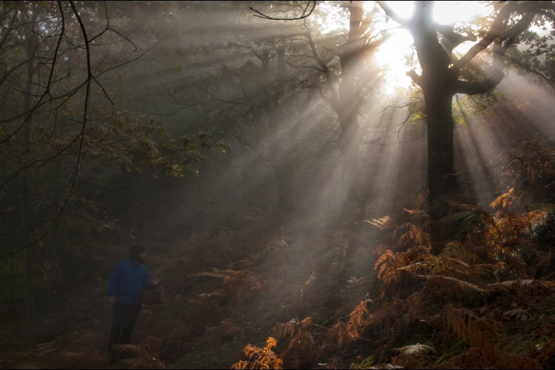 Walking through the forest