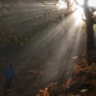 Walking through the forest