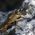 Fly Killer