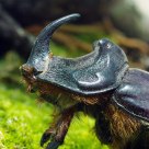 Rhino 2