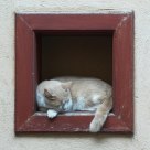 Sleeping cat
