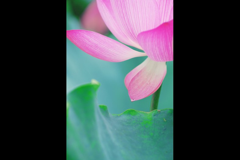 Tear of lotus
