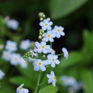 Blue flower