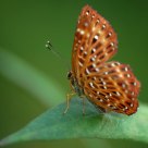 Standing Beauty