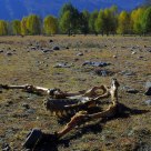 Horse'bones in field