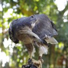 eagle