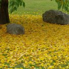 zen tranquility of the autumn