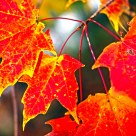 Foliage