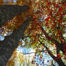 Foliage