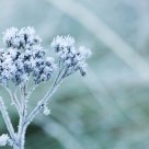 Blue Cold