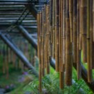 bamboo trail
