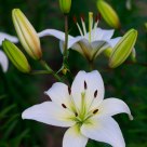 WHITE LILY