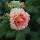 Rose After the Rain
