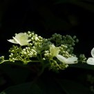 Hydrangea