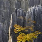 AUTUMN LEAVES