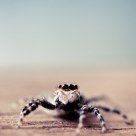 little jumping spider