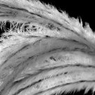 Morning Feather Grass