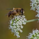 eristalis tenax