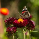 Butterfly Feeding