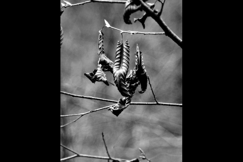 dead leaves