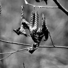 dead leaves