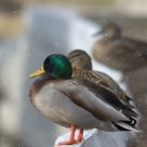 Ducks in Snow