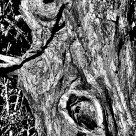 Psychlops