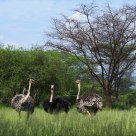 Ostrich