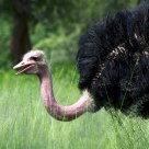 Ostrich