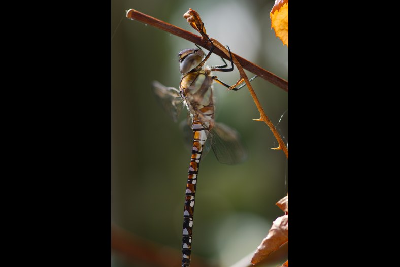 Dragonfly