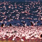Migration