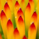 Echinacea