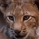 mirada felina