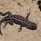 San Bruno Mountain Lizard