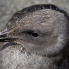 Sitting Duck