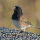Oregon Dark-Eyed Junco having snacks