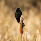 Red-winged Blackbird