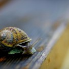 La mirada del caracol/The look of the snail