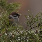  Eurasian Tree Sparrow (Passer montanus)