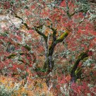 Trees of St Cirq