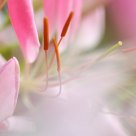 雾里看花