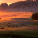 Rosy clouds of dawn