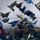 Love of Doves